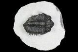 Coltraneia Trilobite Fossil - Huge Faceted Eyes #92939-4